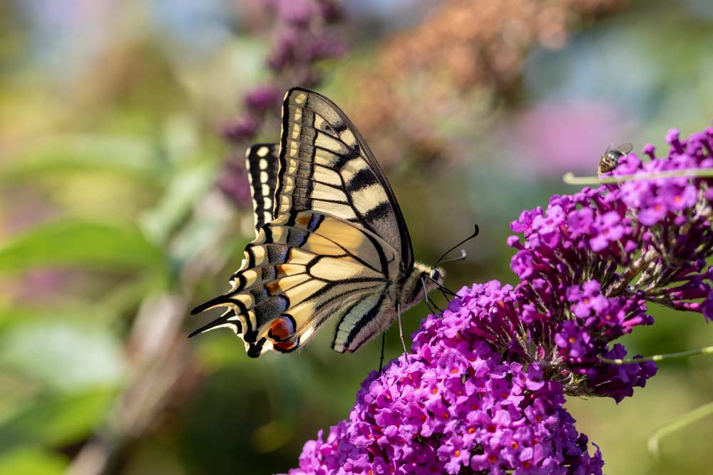 Schmetterlingsstrauch mit Papilio Machaon Schmetterling (depositphotos)
