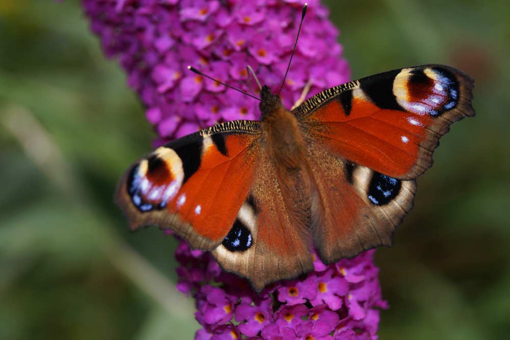 Schmetterlingsstrauch mit Pfau Schmetterling (depositphotos)