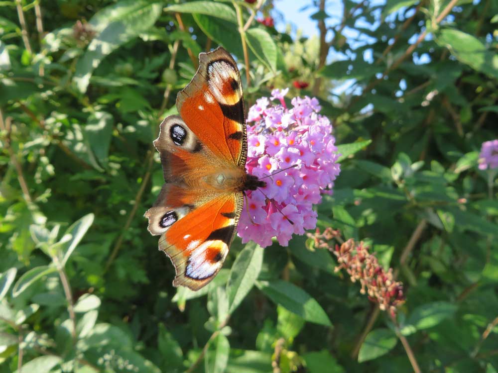 Schmetterlingsstrauch (depositphotos)