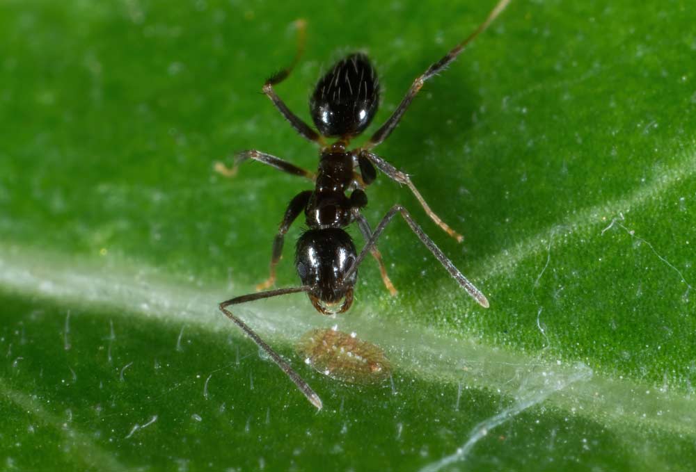 Schwarze Gartenameise (depositphotos)