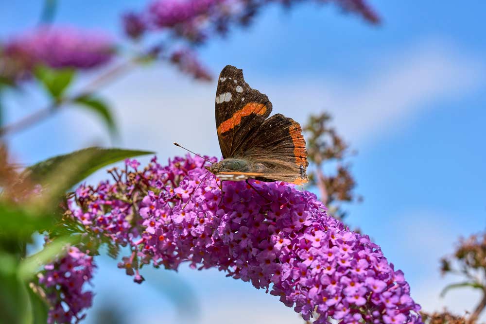 Sommerflieder mit Schmetterling Red Admiral Buttefly (depositphotos)