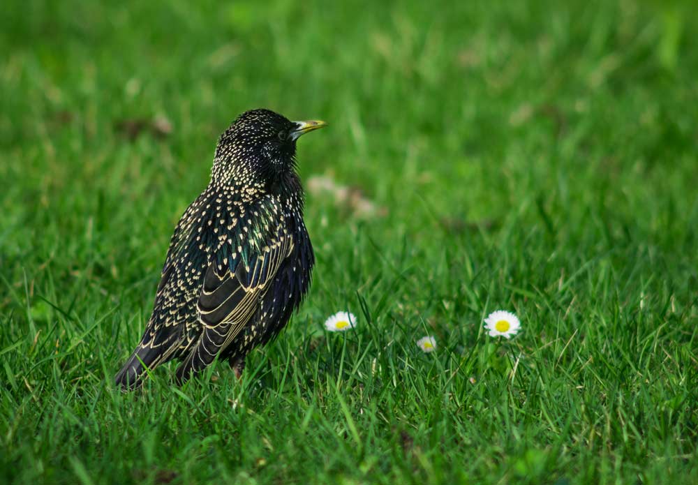 Star im Gras (depositphotos) 