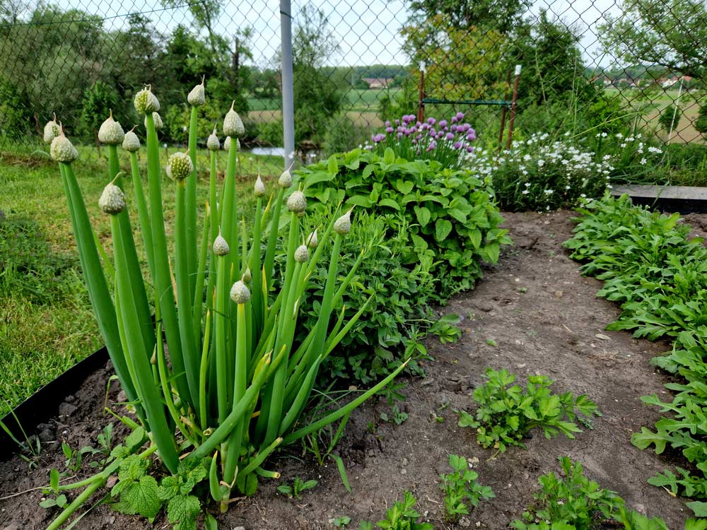 Winterzwiebel im Garten (depositphotos)