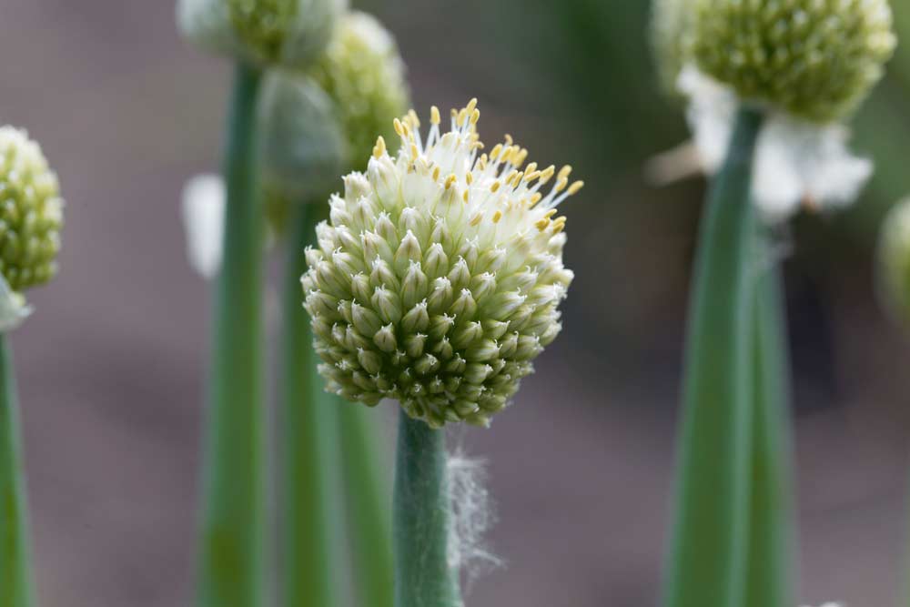 Winterzwiebeln (Allium fistulosum) (depositphotos)