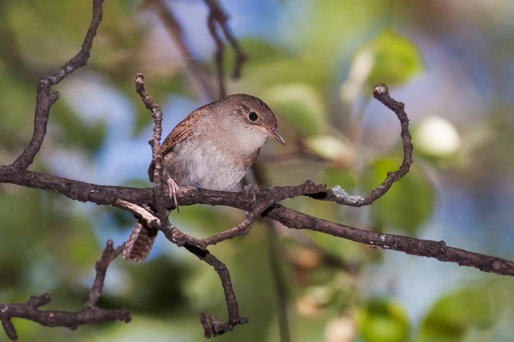 Zaunkönig im Garten im Apfelbaum (depositphotos)