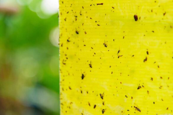 Flöhe im Garten bekämpfen gartenfreunderatgeber.de