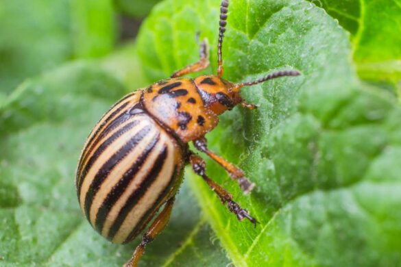 Flöhe im Garten bekämpfen gartenfreunderatgeber.de