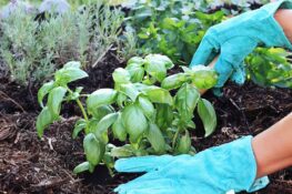 Ameisenhügel im Garten gartenfreunderatgeber.de