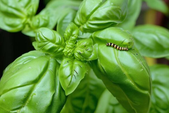 Flöhe im Garten bekämpfen gartenfreunderatgeber.de