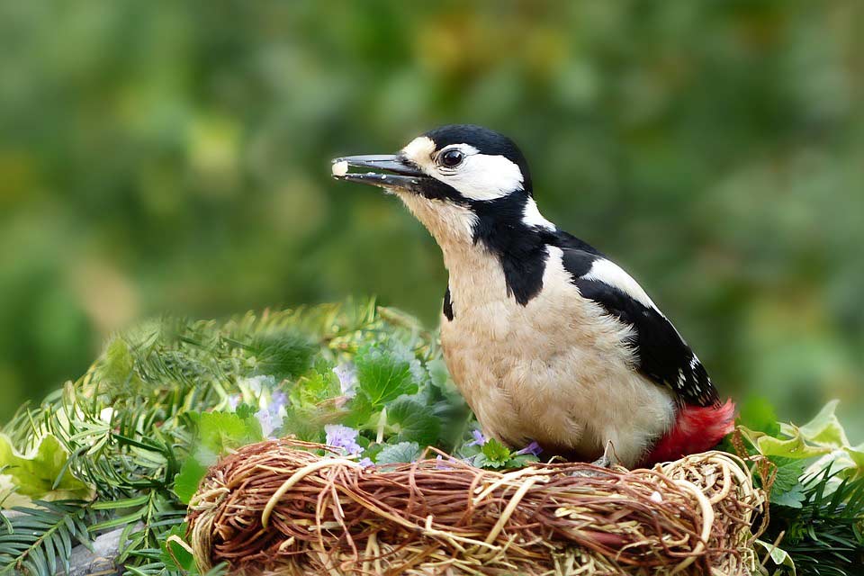 Buntsprecht mit Futter