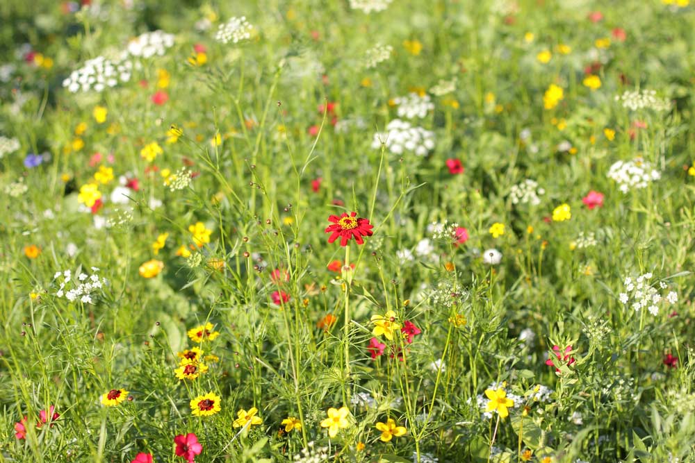 Blumenwiese im Garten
