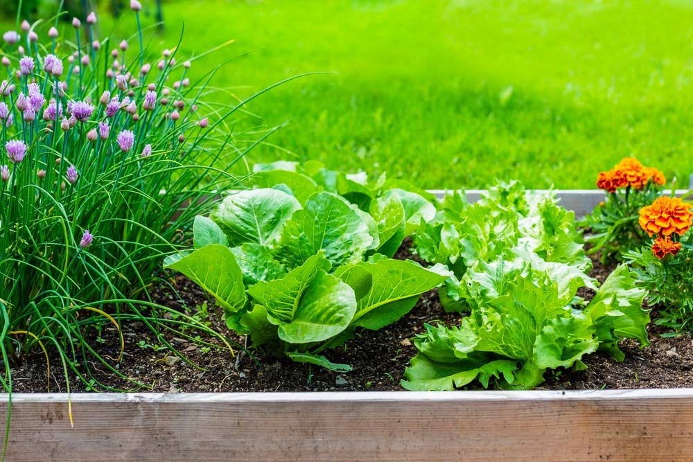 Hochbeet mit Salat (depositphotos.com)