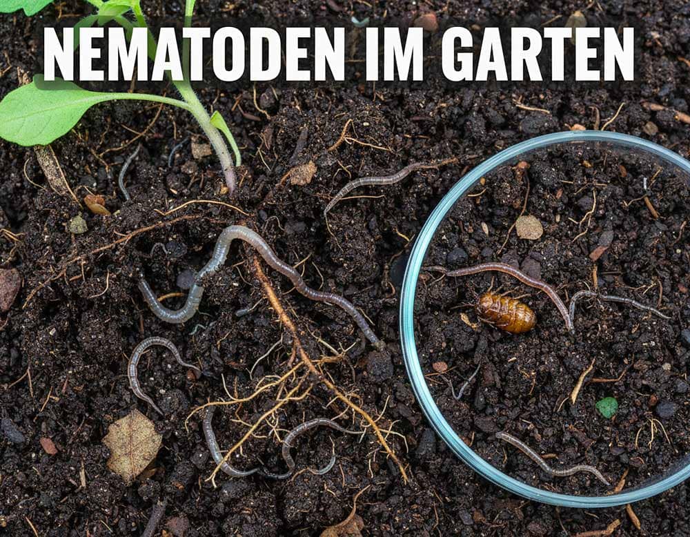 Was sind Nematoden? Was sind Nematoden?