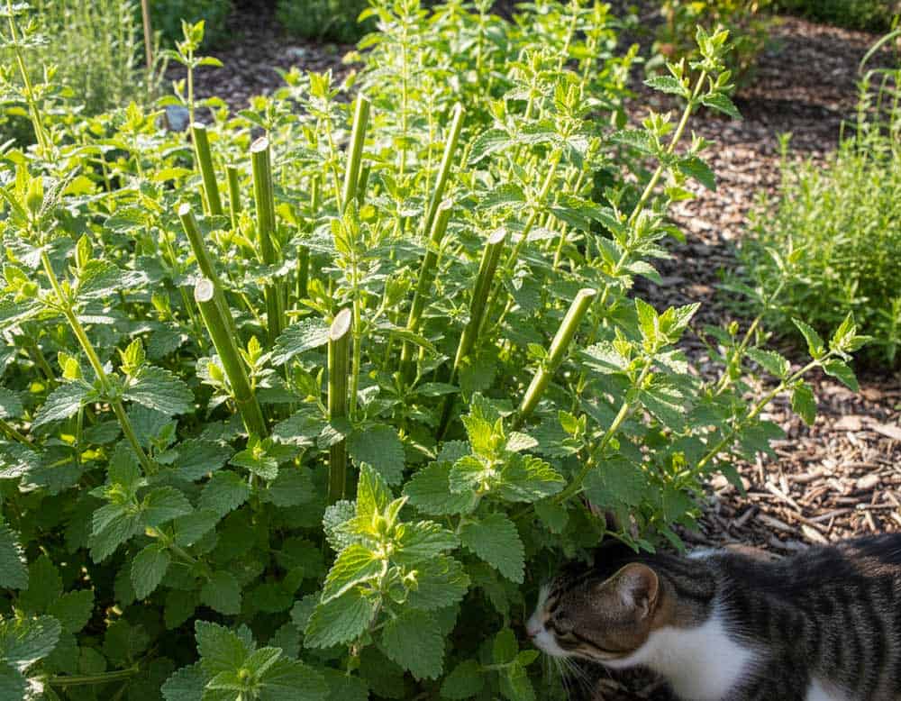 Katzenminze nach der Blüte richtig geschnitten Katzenminze nach der Blüte richtig geschnitten