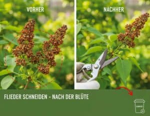 Flieder nach der Blüte kürzen: Kompakt, buschig, voller Blüten nächstes